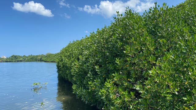A decade after Yolanda, can one man's mangrove forest survive a highway?